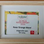 Rift Valley Roses Shines at 2024 Keukenhof with Award-Winning “Orange Wave”