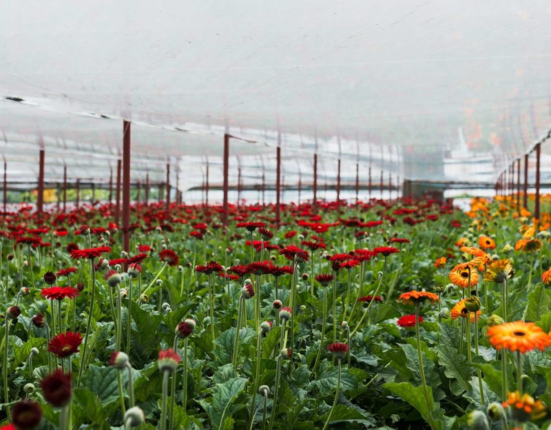 long-shot-flowers-inside-greenhouse